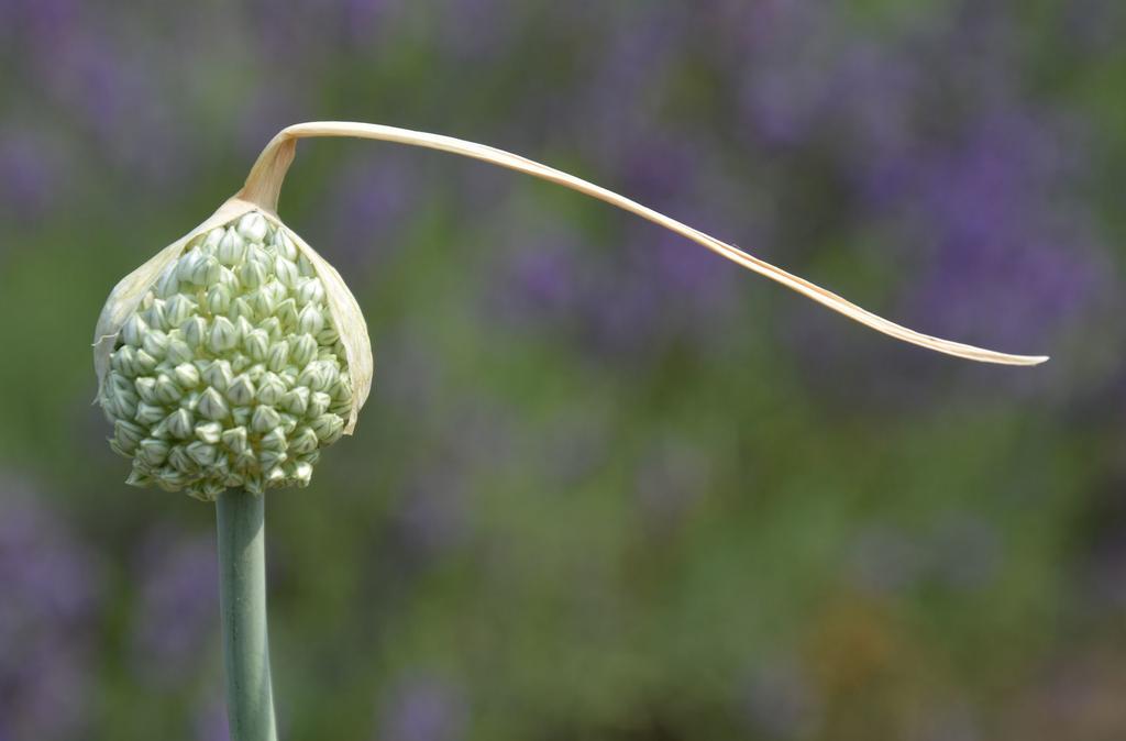 A fokhagyma buroklevéllel fedett virágzatában kis sarjhagymácskák ülnek A fokhagyma (Allium sativum) 30-80 cm magas, gerezdes hagymájú faj, keskeny, kékeszöld levelekkel.