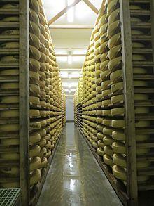 Egy sajt készítéséhez átlagosan 450-500 liter tejet