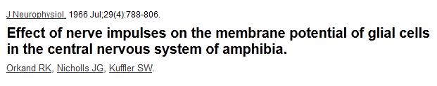 identified structures connecting glial networks (which we know now as gap junctions) Nonetheless, for the following two decades glial cells were still