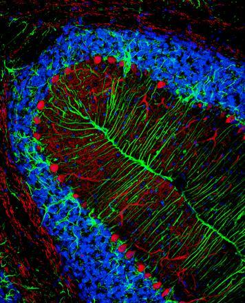 Mivel Golgi-féle gátló neuronok vannak a közelben, ezért a modern korban a Bergmann-glia