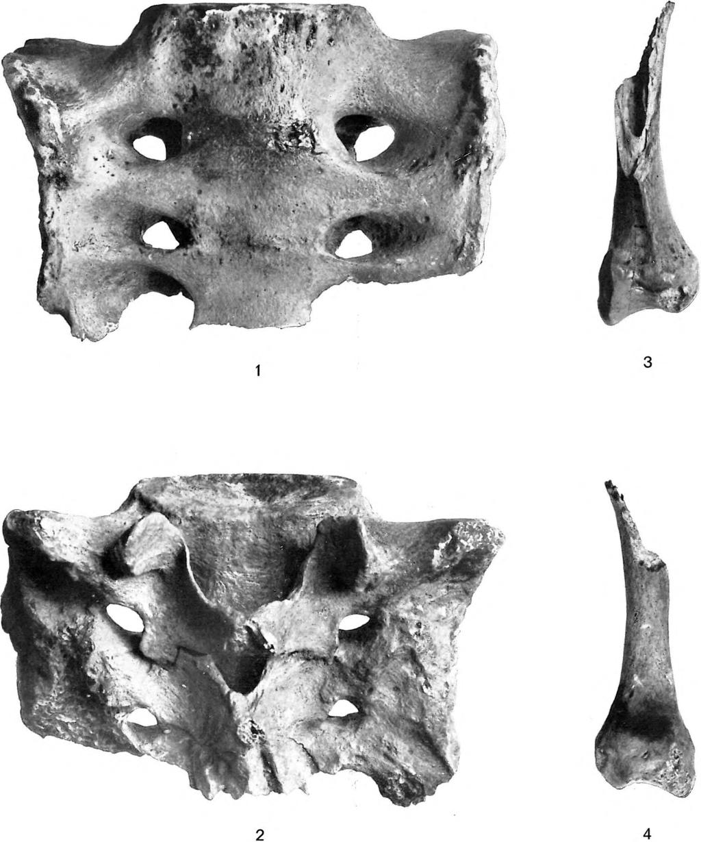 BARTUCZ: Ősemberleletek. Geologica Hungarica, Ser.