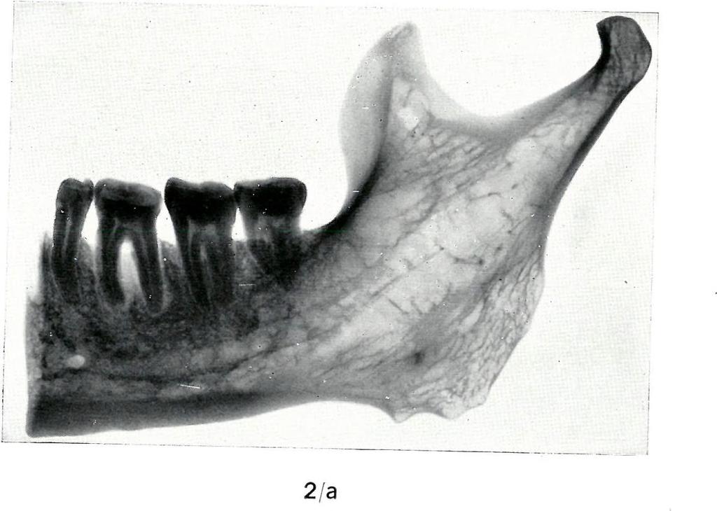 Palaeont.