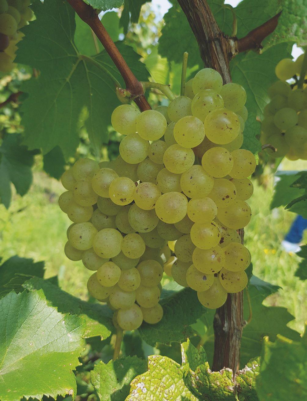 Chardonnay nélkül készülhet minőségi pezsgő?