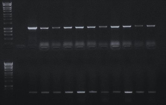 Figure S7: PCR amplicons of 10 randomly selected transformants of H. sublateritium.