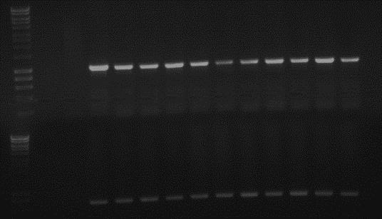 sublateritium showing the 1kb hph amplicon, Lane 15 H. sublateritium wild type with hph primers giving no detectable amplicon.