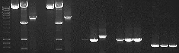 Figure S9: Confirmation of correct construction of plasmids pcam-hph-hsgpdgfp and pcam-hph-hsgpdigfp. Lane 1 hypper ladder. Lane 2 pcam-hph-hsgpdgfp miniprep.