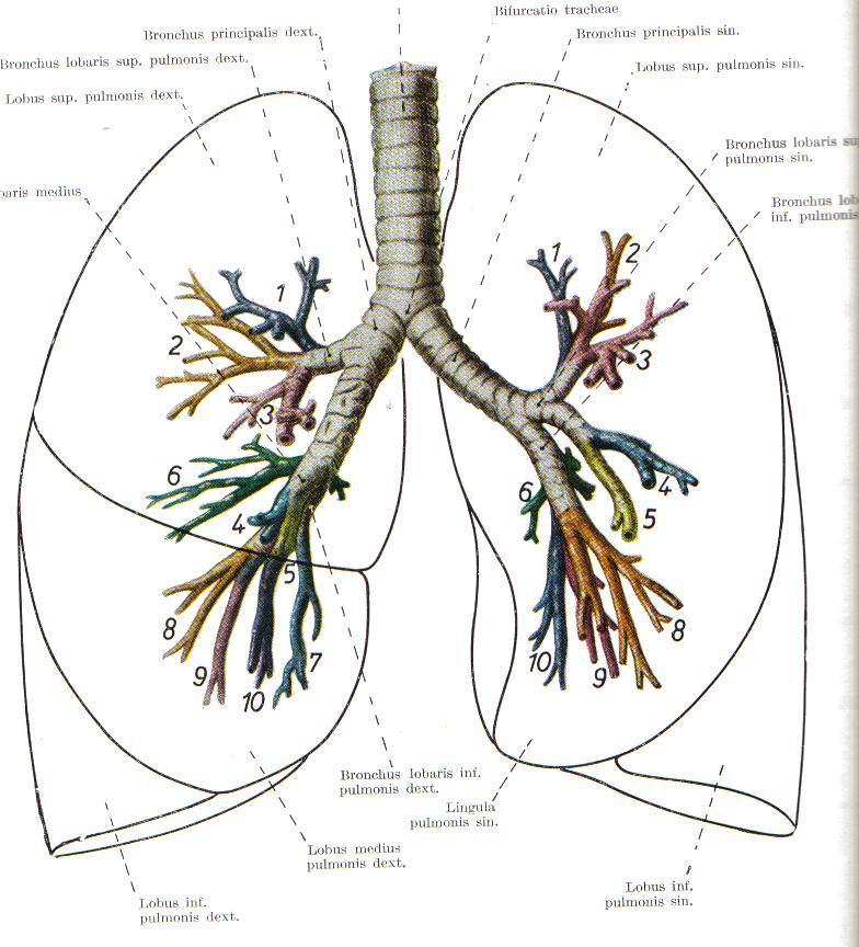 Tüdőlebenyek, tüdőszegmentumok Jobb oldal Bal oldal I. Felső lebeny I. Felső lebeny 1. Apicalis 1. Apicalis 2. Posterior 2. Posterior 3. Anterior 3. Anterior II. Középső lebeny 4. Lingula superior 4.