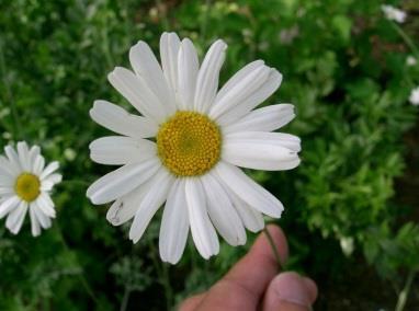 ikloparaffinok előfordulása Piretrin (pyrethrin) inszekticid hrysanthemum /Tanacetum Ph Ph truxinsav PGF a D-glükóz