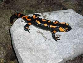 vörösszárnyú