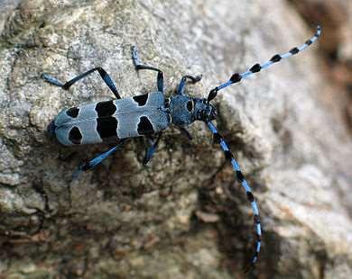 (Scardinius