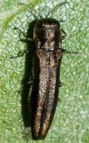 Phylloxera quercina ((Ferrari 1872) Phylloxeridae 7. Pulvinaria regalis (Canard 1968) Coccidae 8. Pulvinaira hydrangeae (Steinweden 1946) Coccidae 9.