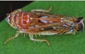 Lyctus brunneus (Stephens 1830) Barna falisztbogár Lyctidae 13. Aromia bungii (Faldermann 1835) Cerambycidae 14. Monochamus alternatus (Hope 1842) Cerambycidae 15.