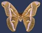 Peck 1817), Pissodes terminalis (Hopping 1920) Curculionidae 18. Pityophthorus juglandis (Blackman 1928) Curculionidae 19.