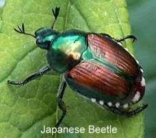 A japán bogár (