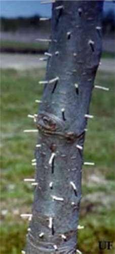 Xylosandrus