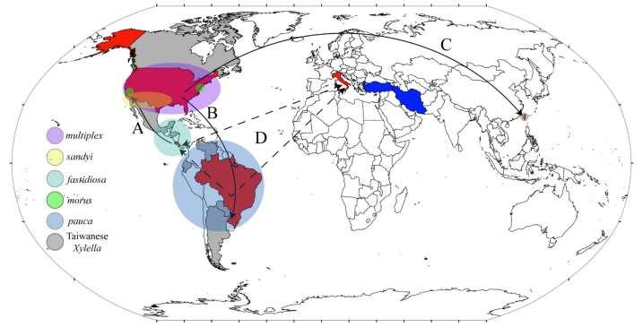 Xylella fastidiosa Xylella fastidiosa subsp fastidiosa Xylella fastidiosa subsp multiplex Xylella fastidiosa subsp. pauca Xylella fastidiosa subsp. coffea X.