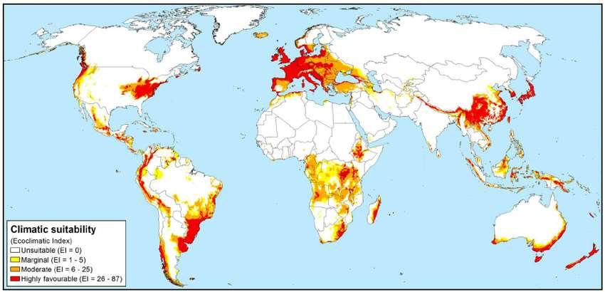 Phytophthora