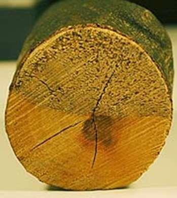 Platán