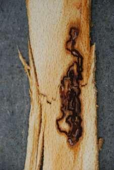 Fagus ) és
