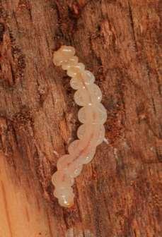Betula ),