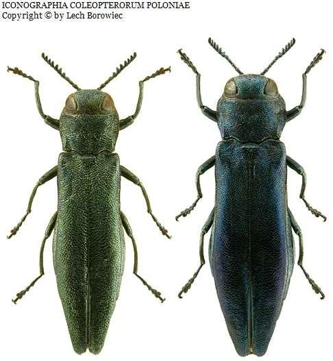 lombhullató