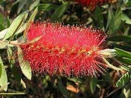 Gyomírtó növények Citromillatú Kefevirág (Callistemon citrinus) Érzékeny gyomok csattanó maszlag,