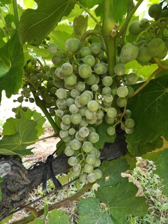 Szőlő növényvédelmi előrejelzés (2018.07.11.) A korai szőlőfajták zsendülnek. Az ültetvényekben találkozhatunk a napégés tünetével a bogyókon.