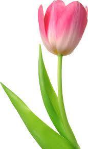 1. Emőke egy virágágyásba egymás mellé 5 db tulipánt ültet. A tulipánok egymástól 30 cm-re vannak, és a két szélső tulipántól a kerítésig még 40-40 cm van. Milyen széles a kert?