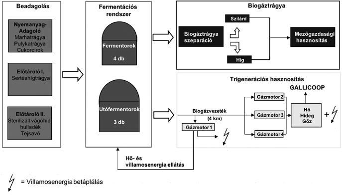 Kisari: Leanmódszertan alkalmazása biogáztermelésben 49 2. Savképződés fázisa: oldható monomerek átalakulása illékony zsírsavakká. 3. Acetogén fázis: ecetsavképződés. 4. Metanogén fázis: ecetsavból vagy hidrogénből és szén-dioxidból történő metántermelődés.