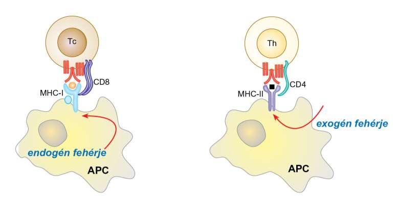 Az endogén és az exogén fehérjék bemutatása eltérő funkciójú T-limfocitáknak citotoxikus T-sejt citokinek B- sejt Y Y Y Endogén fehérjék: -