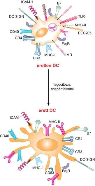 3.14. ábra Dendritikus sejtek felszíni molekulái és differenciálódásuk