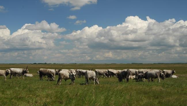 Európai Táj Egyezmény Nemzeti Koordinációs Munkacsoport (2010,