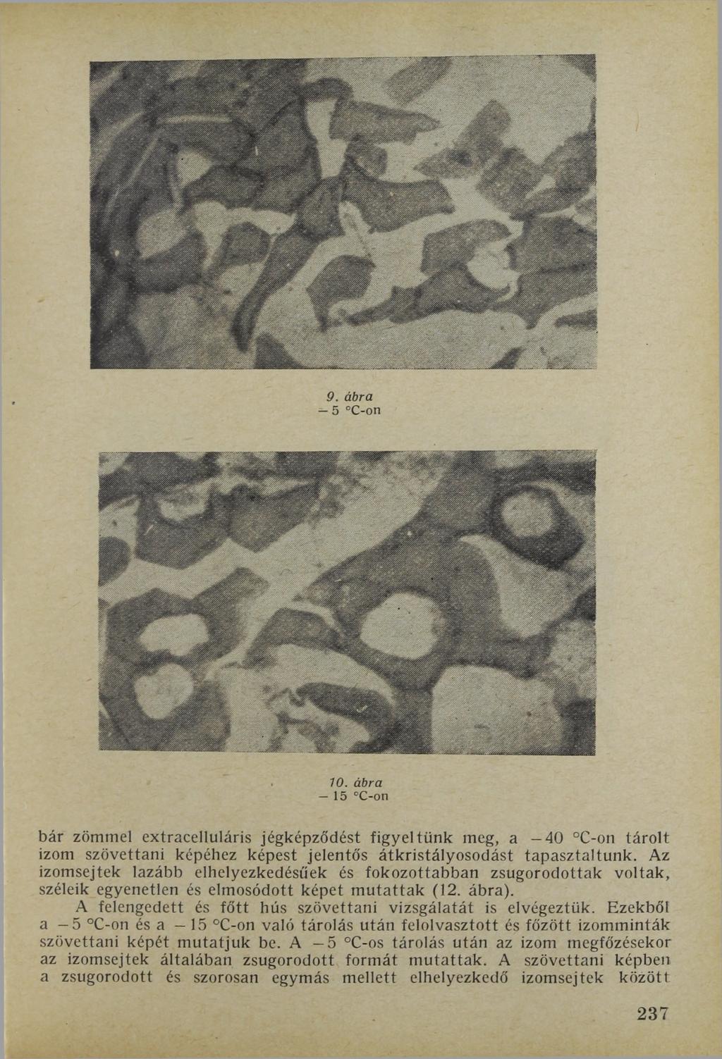 9. ábra - 5 C-on 10. ábra - 15 C-on bár zömmel extracelluláris jégképződést figyeltünk meg, a 40 C-on tárolt izom szövettani képéhez képest jelentős átkristályosodást tapasztaltunk.