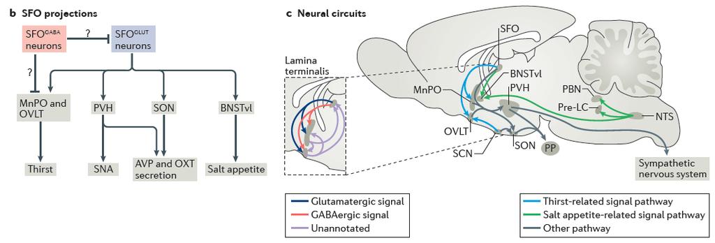 Az SFO szerepe a szomjúság hatására bekövetkező válaszokban Neural circuits underlying