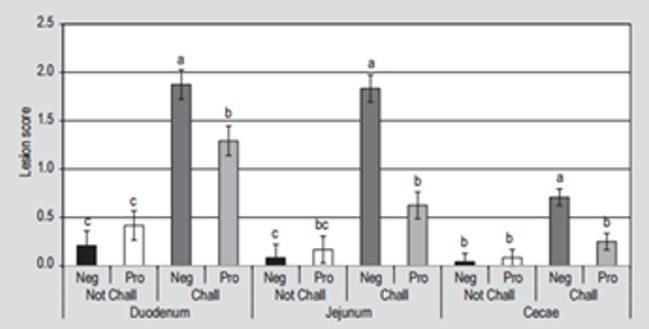 CM; Effects of in ovo supplementation of probiotics on performance and