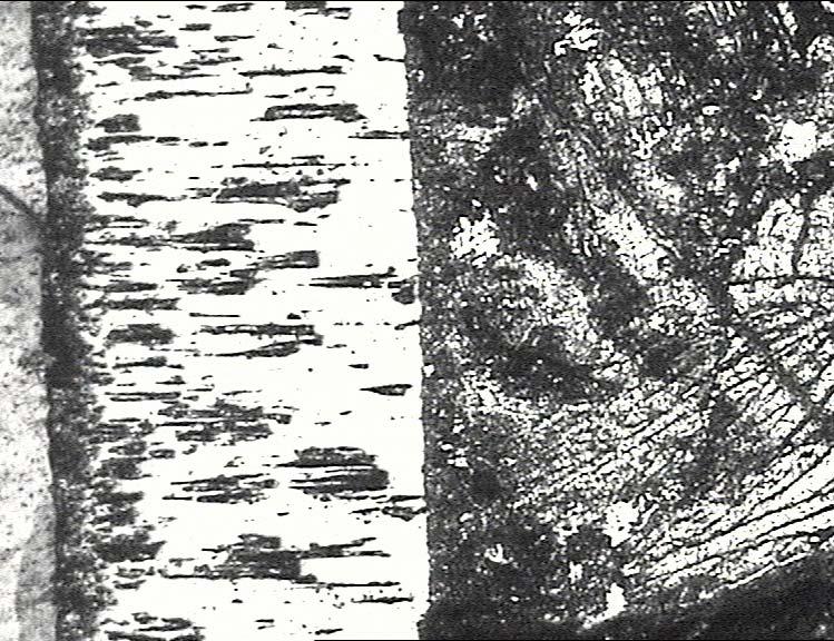 Fig. 64.