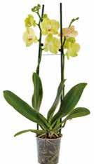 15-22 cm 1 199 Ft Ft PILOS Vaj 1 kg = 1 992 Ft 125