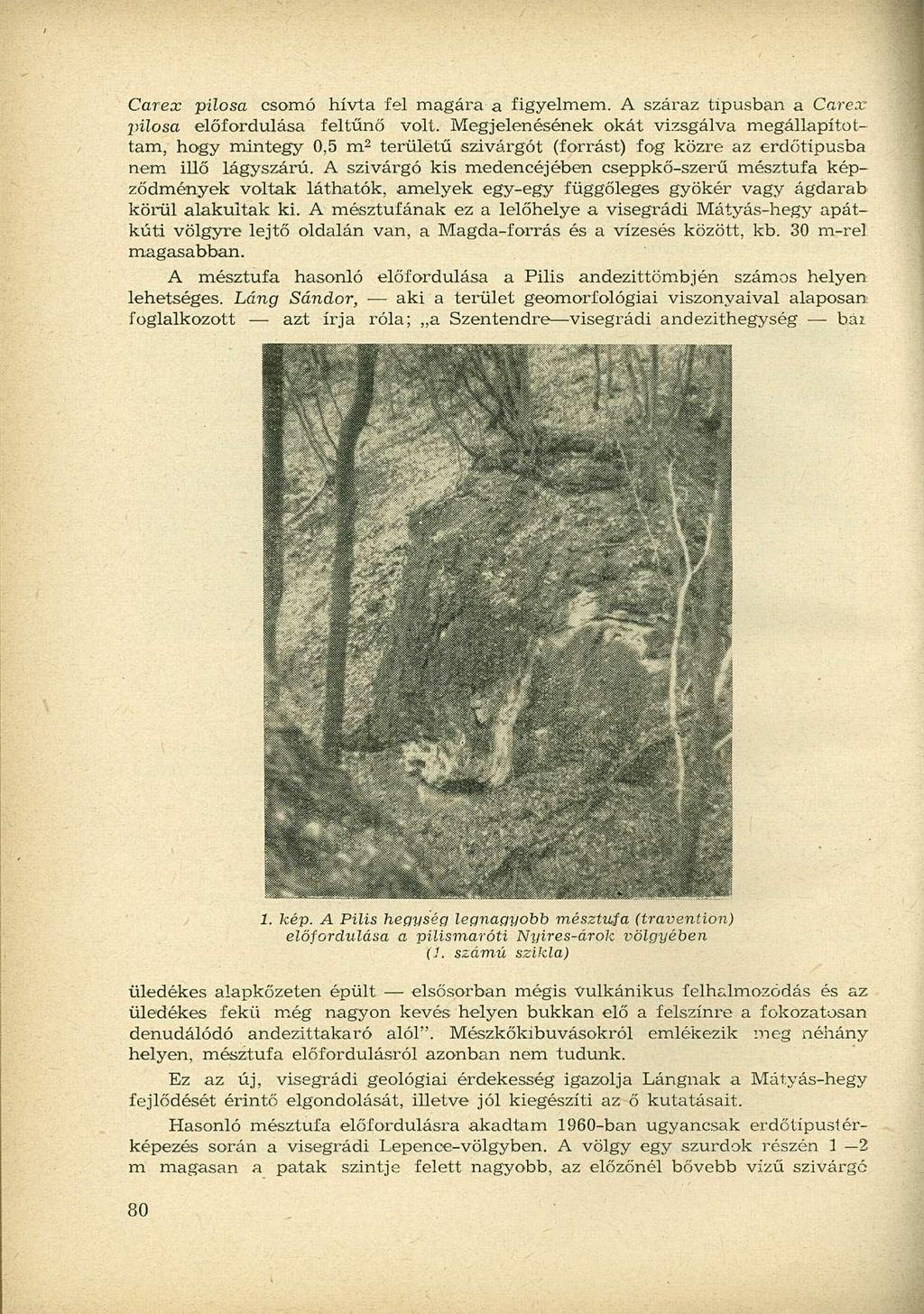 Carex pilosa csomó hívta fel magára a figyelmem. A száraz típusban a Carex pilosa előfordulása feltűnő volt.