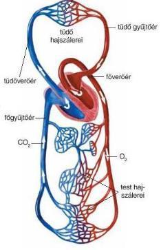 8. Kalandozások a keringésben 9 Kövesd nyomon a vér útját az ember szervezetében! Tégy egy képzeletbeli utazást a szív bal kamrájából indulva!