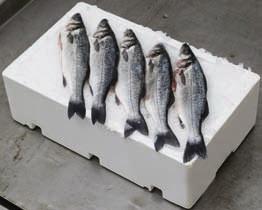 250-330 g kg Sziksófű (Salicornia)
