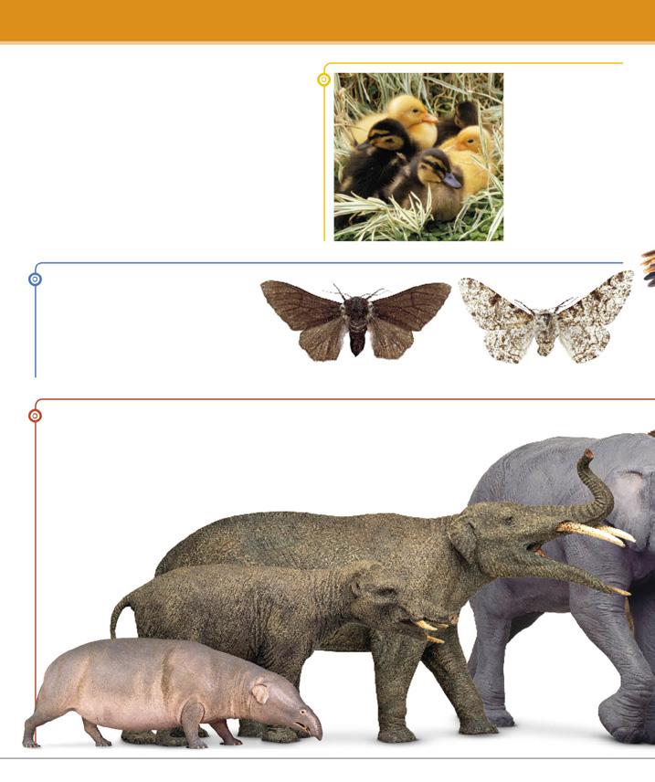 8 Evolúció és kihalás Az állatvilág gazdag változatossága az evolúció eredménye ez az élőlények folyamatos változása az időben, amelynek révén alkalmazkodnak a környezetükhöz.