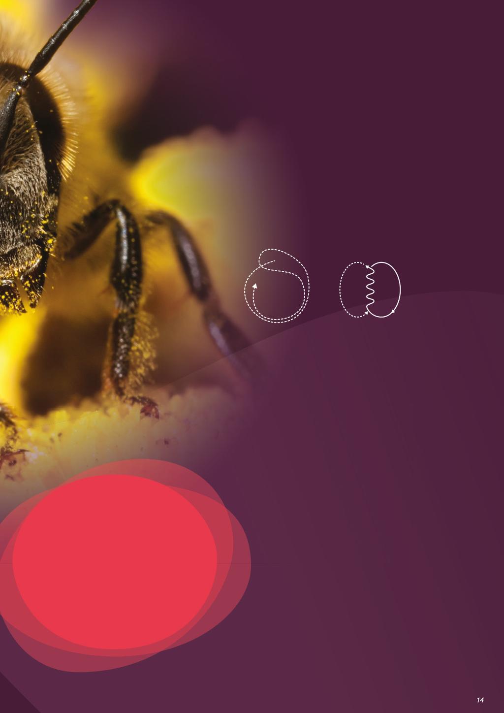 További érdekességek a háziméhekről Fantasztikus szaglás A háziméhek egyedi illat alapján ismerik fel saját kolóniájukat.