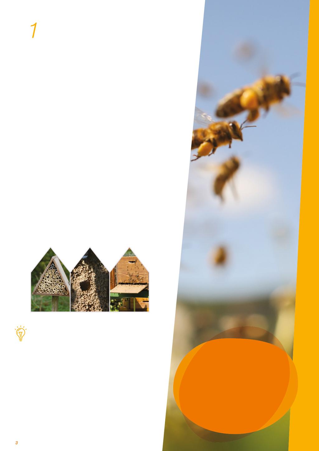 Egy nagy, rendkívül változatos család A nyugati mézelő méh (Apis mellifera) valószínűleg a legkedveltebb és legelterjedtebb méhfaj, még azokon a területeken is, ahol nem őshonos.