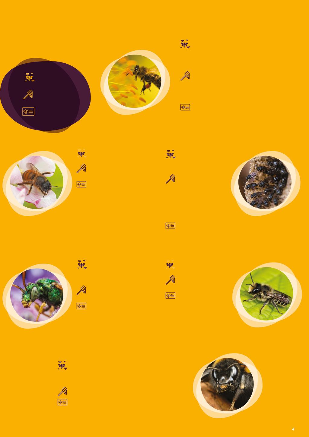 Ismerkedés néhány méhfajjal SZOCIÁLIS VISELKEDÉS ÉS SZERVEZŐDÉS MÉZTERMELÉS ÉRDEKES JELLEMZŐK Faliméhek (Osmia nemzetség) Magányos méh Nem.