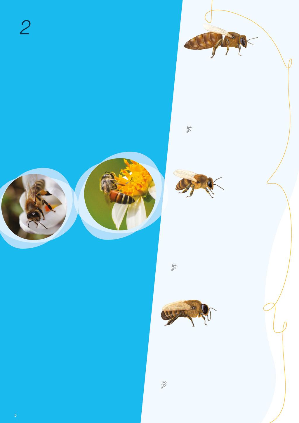 A kaptárban A méhkolóniák kollektívaként (szuperorganizmusként) működnek: nagyon magas társadalmi szervezettségben élnek, melyben felosztják egymás közt a szaporodás és kolóniaellátás feladatait.