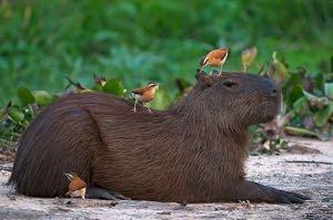 dohányoznak, és sokat mozognak (16-17000 lépés/nap 17%-a az étrendjüknek vad hús (vaddisznó, tapír, capybara) 7%-a frissen fogott hal, többek
