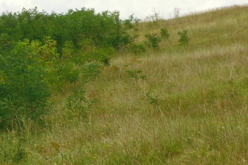 legmeghatározóbb élőhelyek (KE-1)