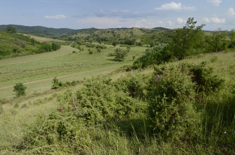 3. kép: Borókás szárazgyepek,