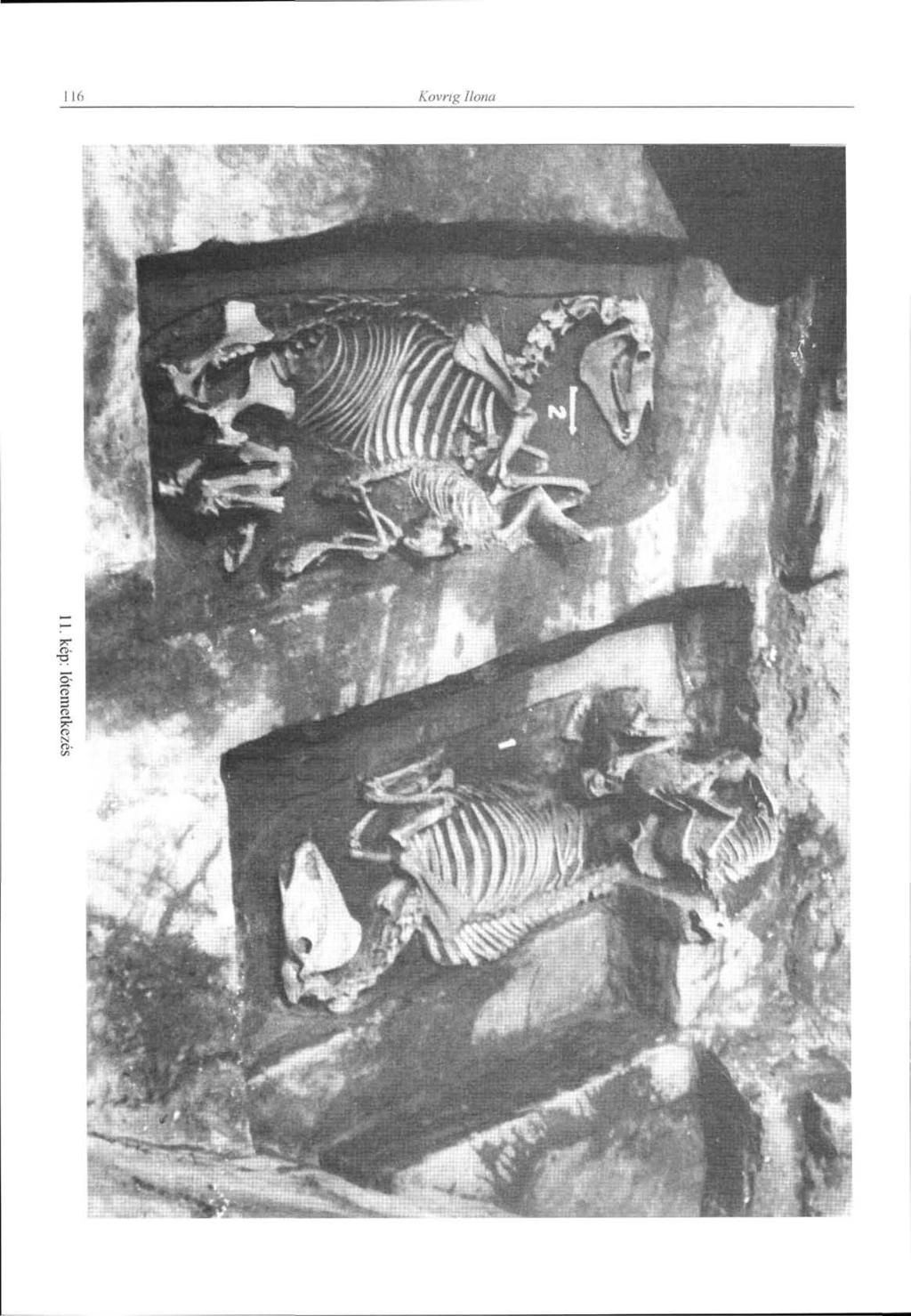 116 Kovng Ilona 11.