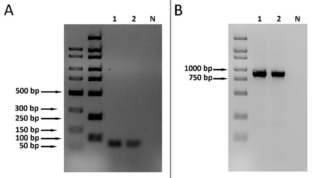 Figure S6. The electrophoretic separation of LjPIN5 (A) and LjPIN8 (B) products of amplification performed on genomic L. japonicus DNA template.